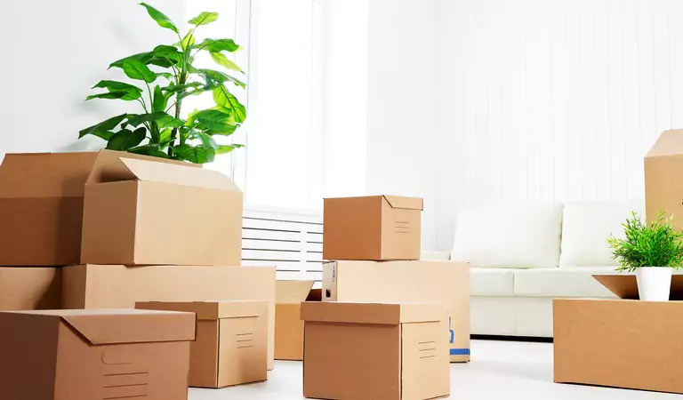 Some cardboard boxes on the floor and a plant at the top ot the boxes