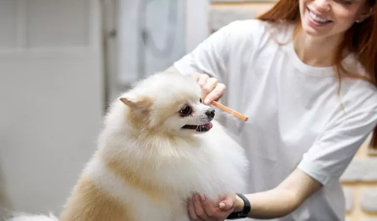 cropped picture of a woman grooming a dog