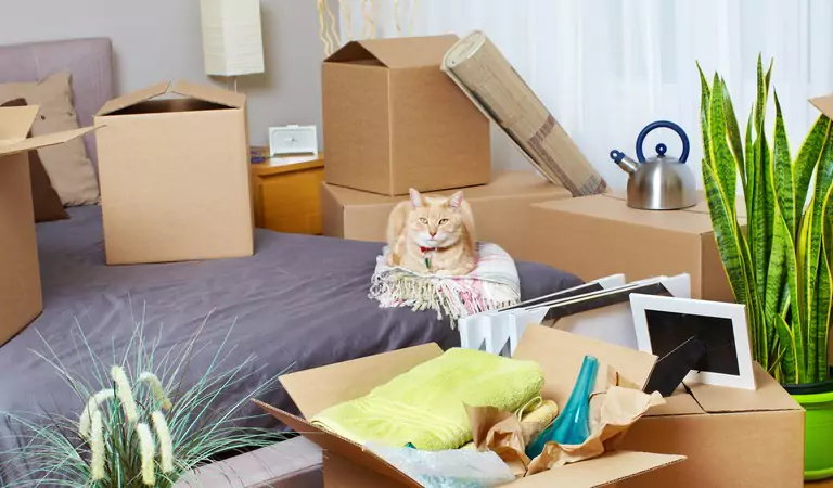 household stuff and a cat sitting on the center